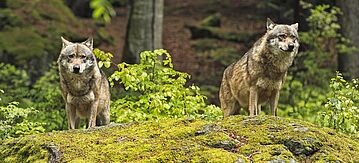 Zwei Wölfe im Wald