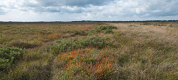 Moorlandschaft
