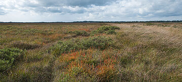 Moorlandschaft