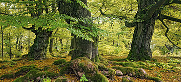 Nationalpark Kellerwald im Frühling