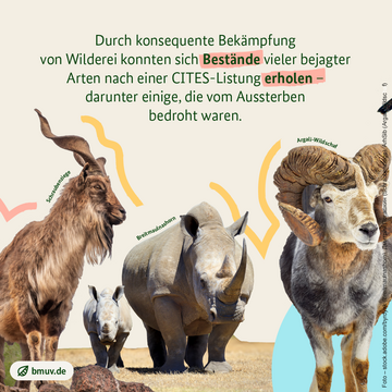 Bilder von Schraubenziege, Breitmaulnashorn mit Jungtier, Argali-Wildschaf. Weitere Informationen siehe Bildunterschrift