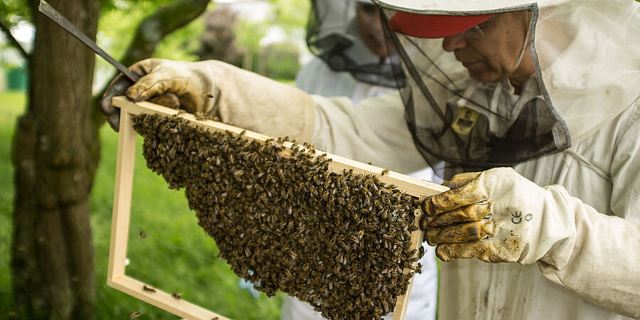 Ein Imker bei der Arbeit.