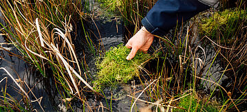 Entnahme von Soden aus dem Torfmoosfeld 