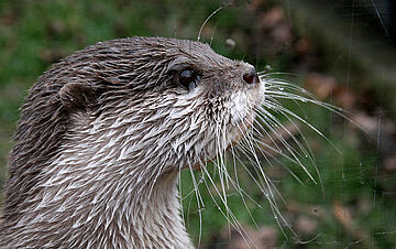 Nahaufnahme vom Fischotter. Weitere Informationen siehe Bildunterschrift