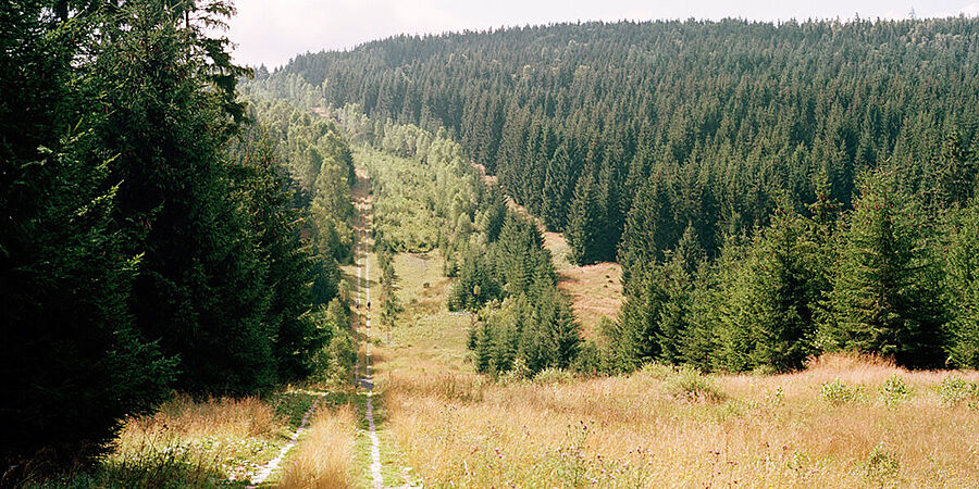 Blick auf einen Weg durch hügeliges Waldgebiet
