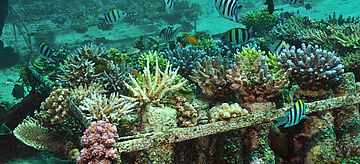 Bild unter Wasser: Korallenzucht