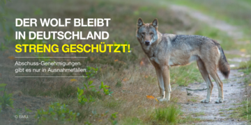 Wolf am Straßenrand, Text: Der Wolf bleibt in Deutschland streng geschützt! Abschuss-Genehmigungen gibt es nur in Ausnahmefällen.