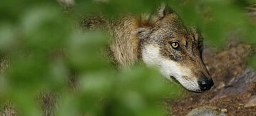 Ein Wolf in einem Laubwald.