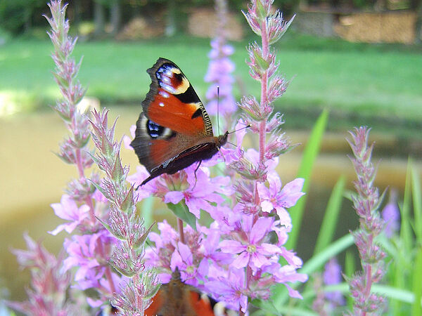 Tagpfauenauge-Schmetterling auf einer Pflanze