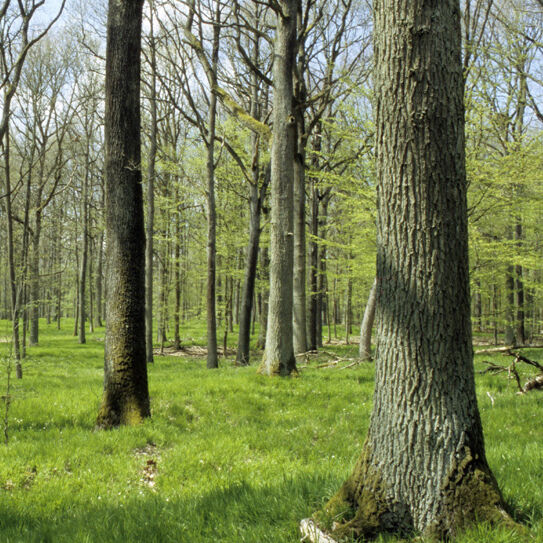 Eichen-Hainbuchenwald 