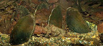 Flussperlmuschel unter Wasser