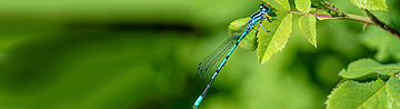 Blaue Libelle auf grünem Blatt