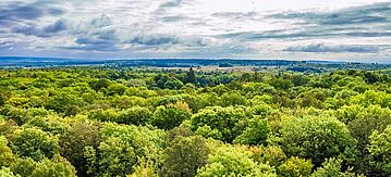 Luftaufnahme von Buchenwäldern