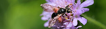 Knautien Sandbiene auf rosa Blume