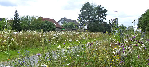 Main Kinzig Radweg Gelnhausen mit blühenden Grünflächen