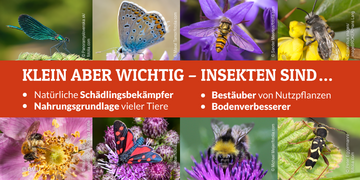 Klein aber wichtig - Insekten sind......natürliche Schädlingsbekämpfer, Nahrungsgrundlage vieler Tiere, Bestäuber von Nutzpflanzen, Bodenverbesserer.. Weitere Informationen siehe Bildunterschrift