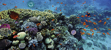 Fischschwarm im Korallenriff. for further information see image caption
