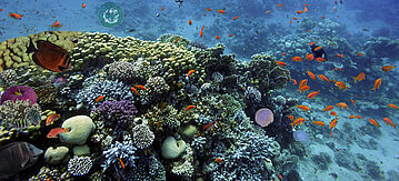 Fischschwarm im Korallenriff