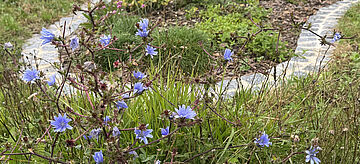 Ein Bild von Wiesenblumen auf dem Firmengelände. 