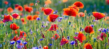 Rote und blaue Blumen in einem Feld im Sommer