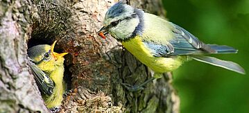 Eine Blaumeise füttert ihr Junges