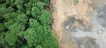 Regenwald wird abgeholzt