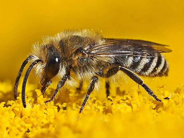 Wildbiene auf gelber Blüte