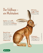 Infografik: Der Feldhase  – ein Multitalent