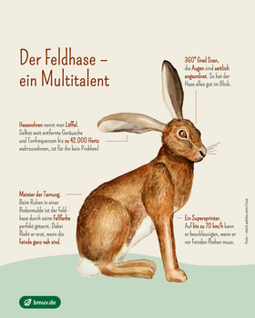 Infografik: Der Feldhase  – ein Multitalent