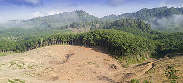 Ergebnisse der Abholzung eines Regenwaldes - teilweise leere Boden mitten im Wald