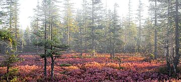 Wald