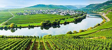 Weinberg an der Mosel