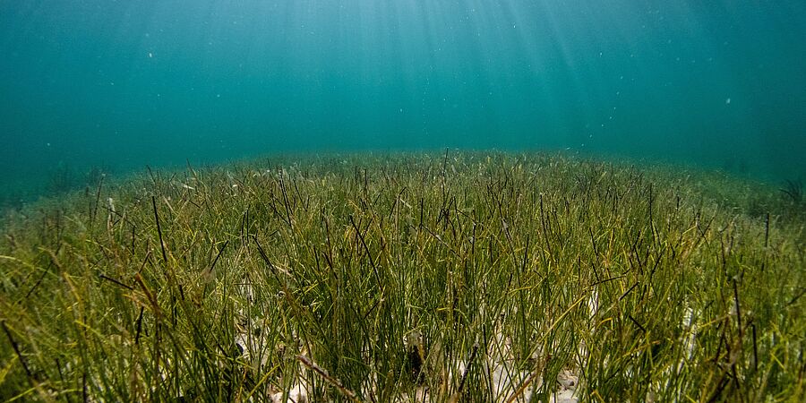 Seegras am Grund eines Meeres