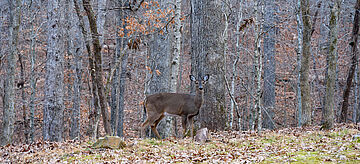 Reh im Wald