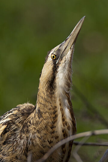 Nahaufnahme einer Rohrdommel. Weitere Informationen siehe Bildunterschrift