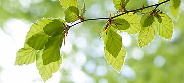 Buchenblätter in der Nahaufnahme