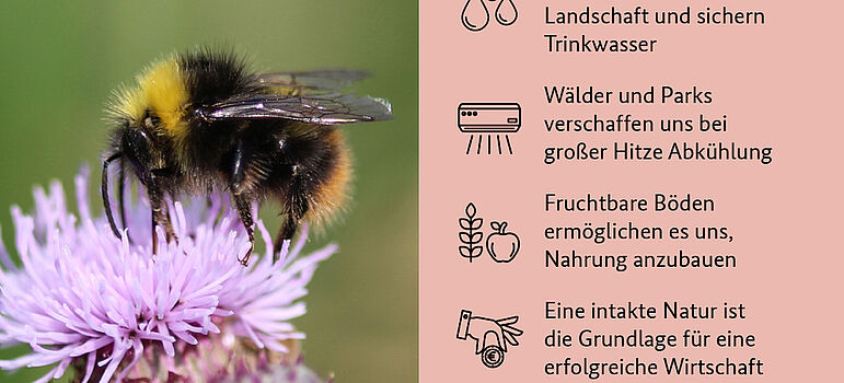 Eine Wildbiene sitzt auf der Blume