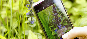 Ein Smartphone wird an eine Pflanze zur Bestimmung gehalten.