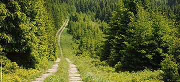 Der ehemalige verwilderte Grenzstreifen im Harz.. Weitere Informationen siehe Bildunterschrift