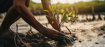Ein Mann pflanzt einen Mangroven-Setzling.
