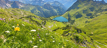 Wiese im Allgäu