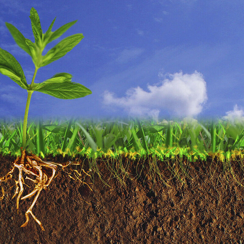 Junge Pflanze, deren Wurzeln in den Boden ragen