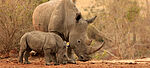 Nashorn in afrikanischer Savanne – Mutter mit Jungtier