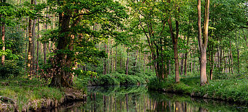 Spreewald