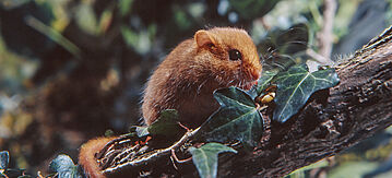 Haselmaus auf einem Zweig