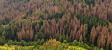 Waldsterben in Nordmitteldeutschland, Europa. Fichten im Harz-Nationalpark, Niedersachsen. 
