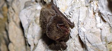 Mopsfledermaus (Barbastella barbastellus)