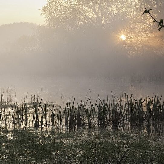 Hochmoor im Nebel mit einem Sonnenaufgang im Hintergrund