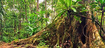 Schichten des tropischen Regenwaldes