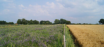 Panoramaansicht der Lüneburger Heide